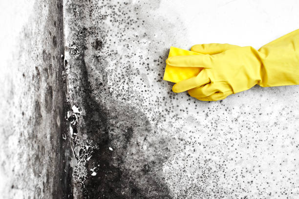Best Affordable Mold Removal  in Tyler Run, PA
