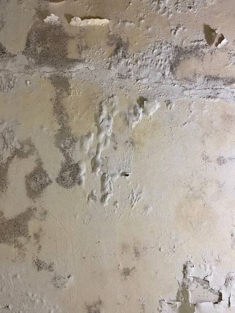 Mold Removal Process in Tyler Run, PA