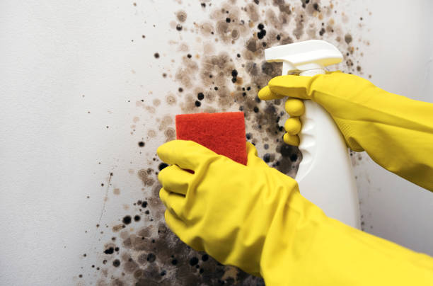 Best Emergency Mold Removal  in Tyler Run, PA