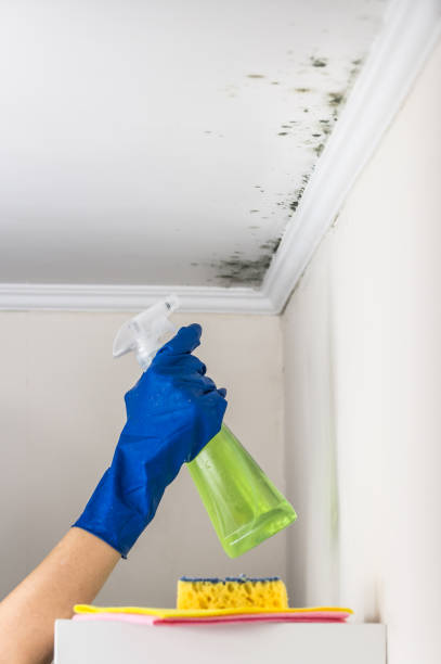 Best Mold Damage Repair  in Tyler Run, PA