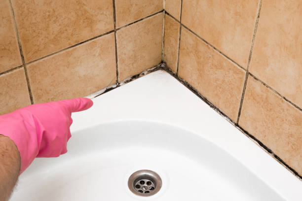 Best Attic Mold Removal  in Tyler Run, PA