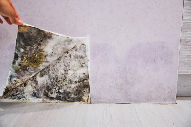Best Home Mold Removal  in Tyler Run, PA